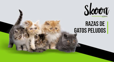 Razas de gatos peludos