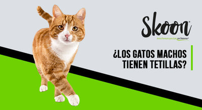 Tetillas gatos macho