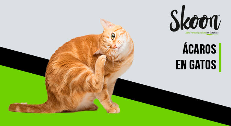 acaros en gatos