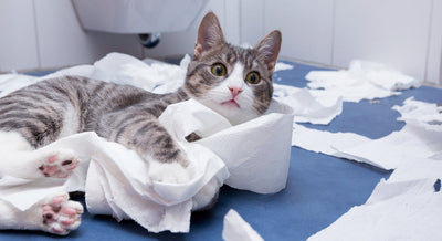 adiestramiento para gatos educar