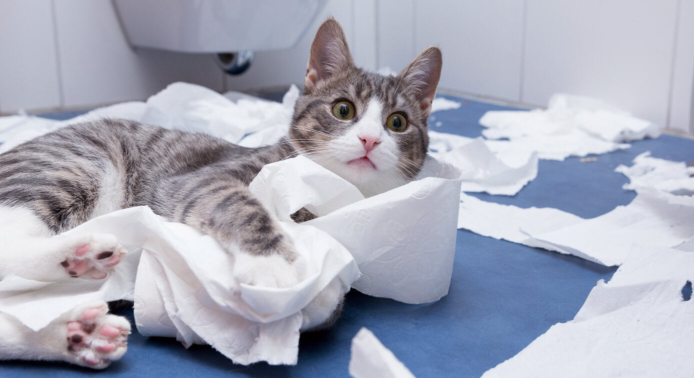 adiestramiento para gatos educar