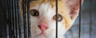 adoptar un gato en México