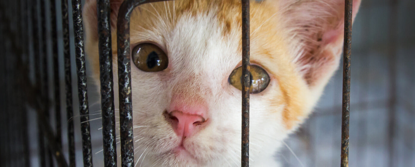 adoptar un gato en México