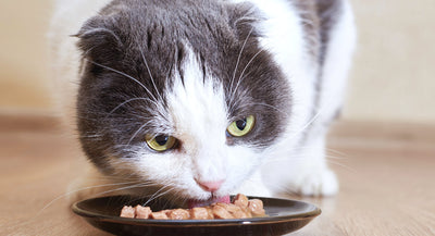 alimentación saludable para gatos
