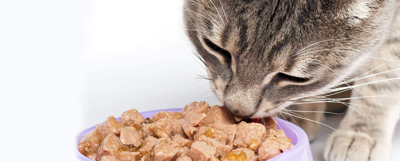 alimentos que si pueden comer los gatos
