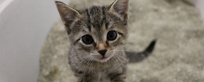 tipos de arenas para gato