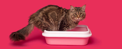 caja de arena para gatos