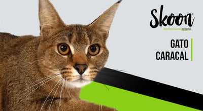 Gato caracal