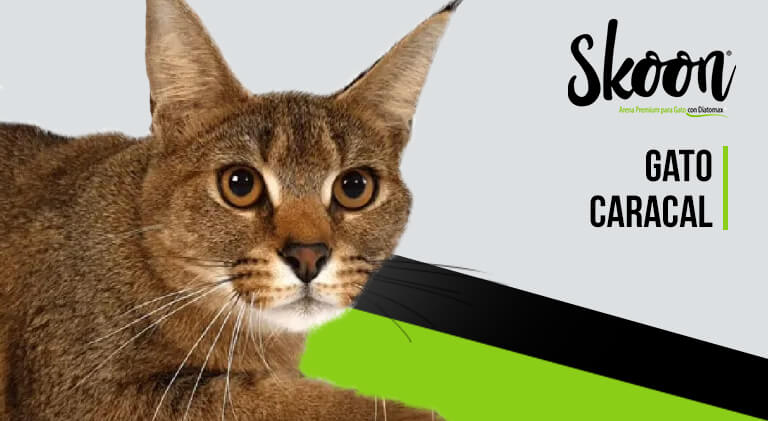 Gato caracal