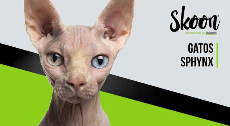 Gatos sphynx