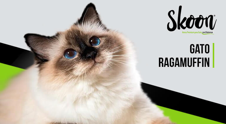Gatos Ragamuffin