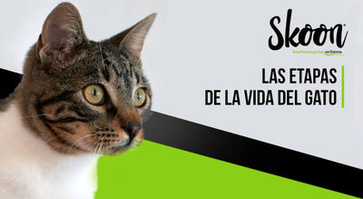 Las etapas de la vida del gato