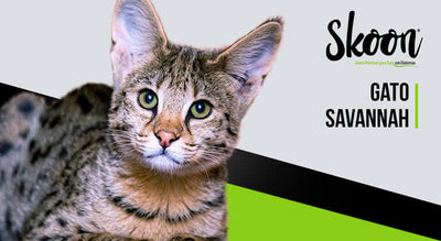 Gato savannah