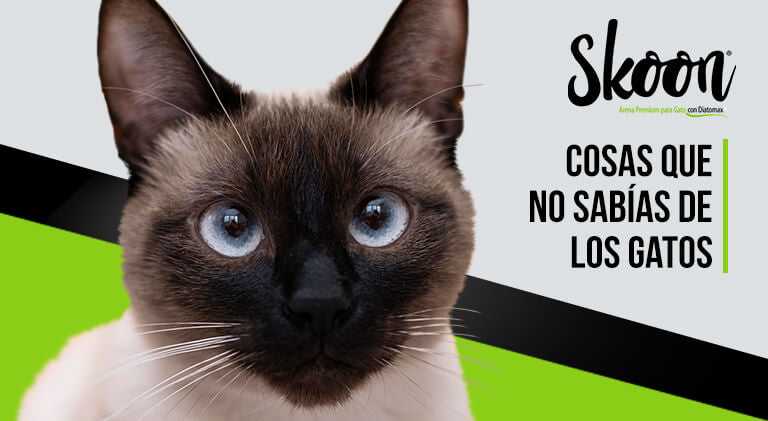 Cosas que no sabías de los gatos