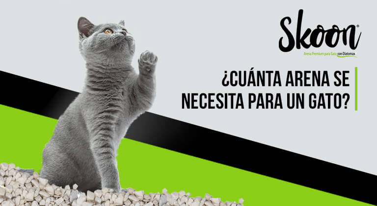 ¿Cuánta arena se necesita para un gato?