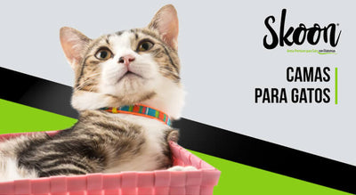 ¿Cómo hacer camas para gatos?