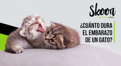 ¿Cuánto dura el embarazo de un gato?