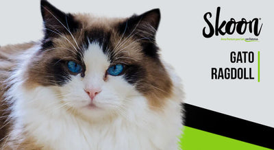 Gato ragdoll