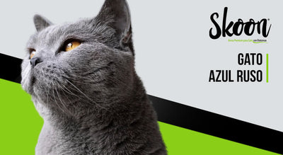 Gato azul ruso