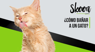¿Cómo bañar a un gato?