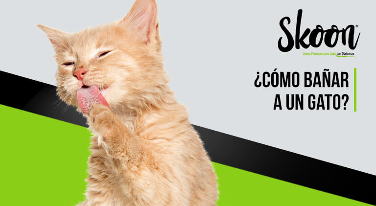 ¿Cómo bañar a un gato?