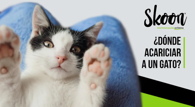 ¿Dónde acariciar a un gato?