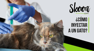 ¿Cómo inyectar a un gato?