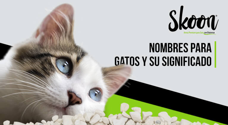 Nombres para gatos y su significado