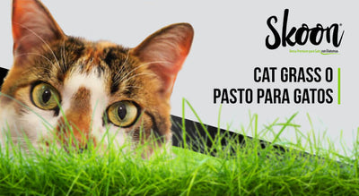 ¿Qué es el cat grass o pasto para gatos y para qué sirve?