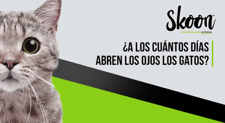 ¿A los cuántos días abren los ojos los gatos?