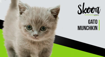 Gato munchkin