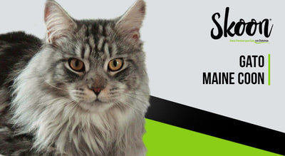 Gato Maine Coon