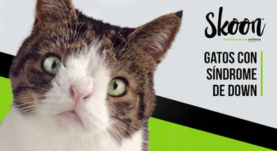 Existen los gatos con síndrome de down