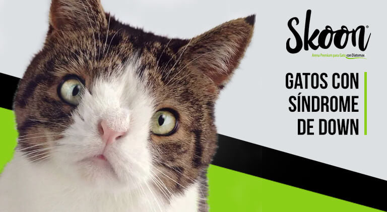 Existen los gatos con síndrome de down
