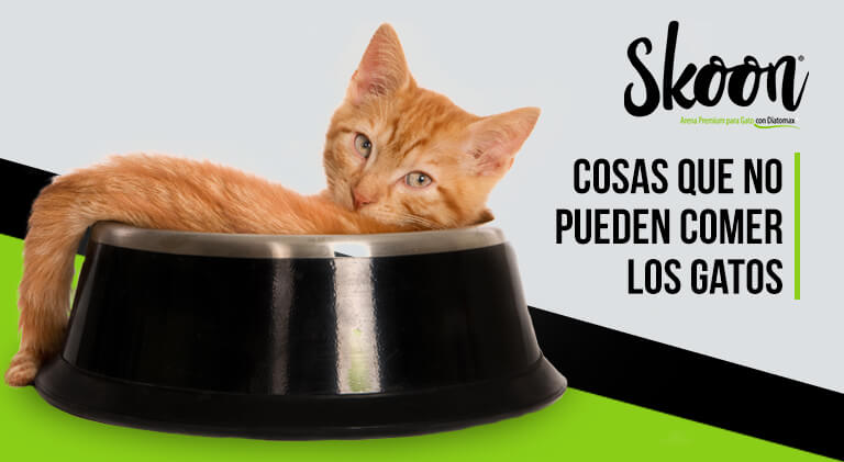 Cosas que no pueden comer los gatos