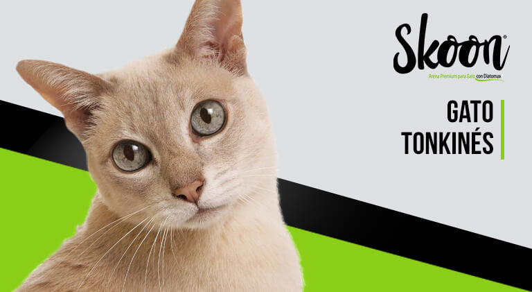 Gato tonkinés
