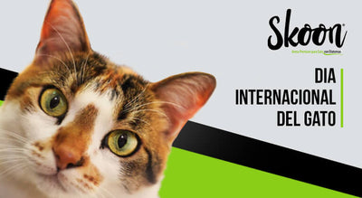 Día internacional del gato