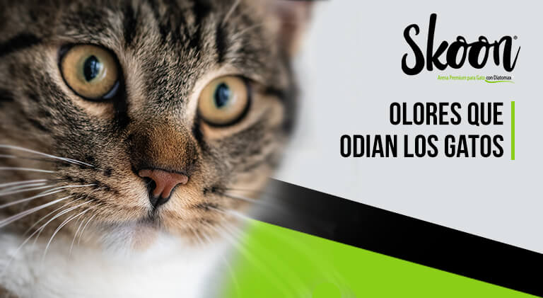 Olores que odian los gatos