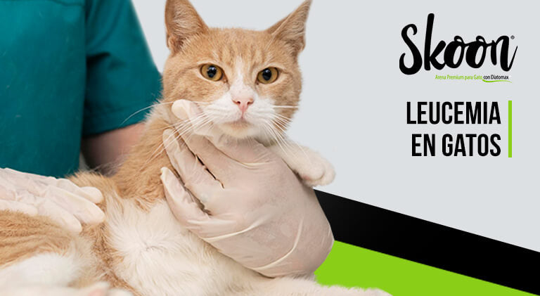 Leucemia en gatos