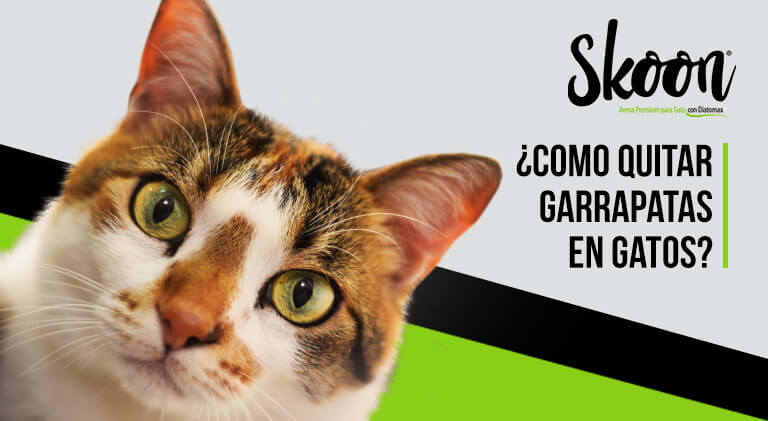 Como quitar garrapatas en gatos