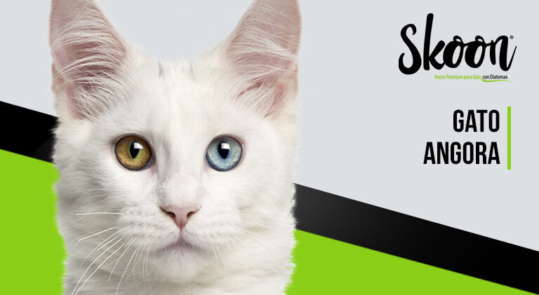 ¿Qué es un gato angora?