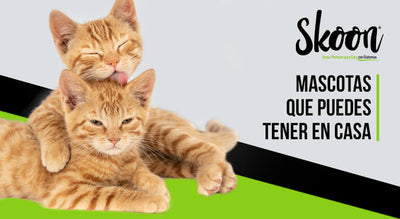 Mascotas que puedes tener en casa