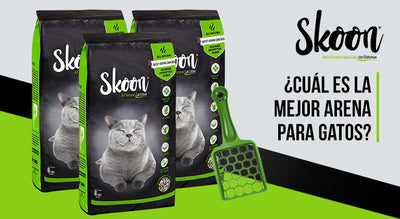 ¿Cuál es la mejor arena para gatos en 2026?