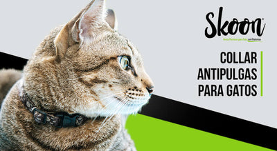Cómo funciona el collar antipulgas para gatos