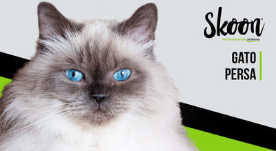 ¿Cómo es un gato persa?
