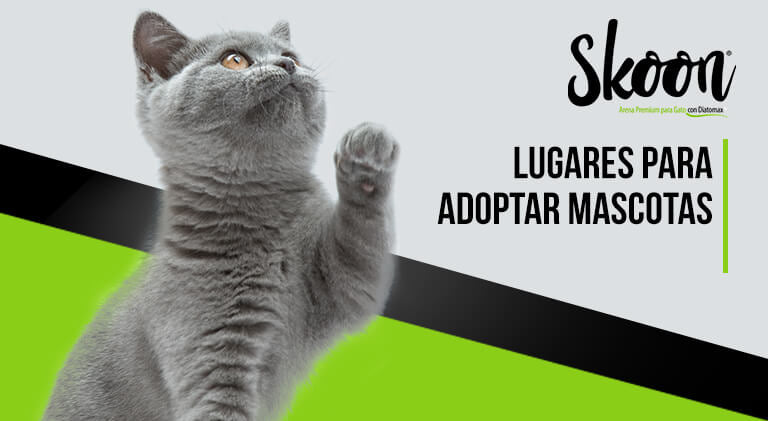 Lugares para adoptar mascotas