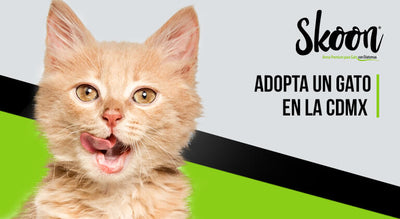 ¿Dónde puedo adoptar un gato en la CDMX 2022?