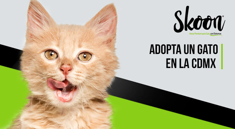 ¿Dónde puedo adoptar un gato en la CDMX 2022?