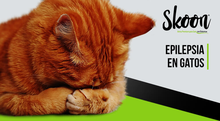 Epilepsia en gatos