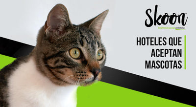 Hoteles que aceptan mascotas
